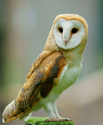 Stealth Owl