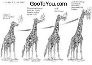 GooToYou.com  Giraffe