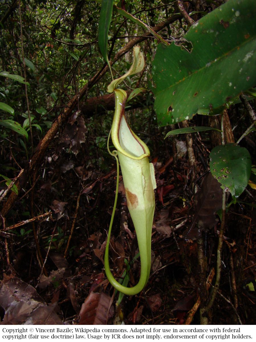 Fine Tuned Pitcher Plant Refutes Evolution With Pedal Ultrasound Reflector For Bats!