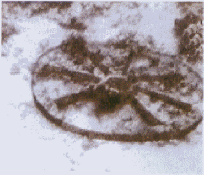 8 Spoke Egypitan Chariot Wheel