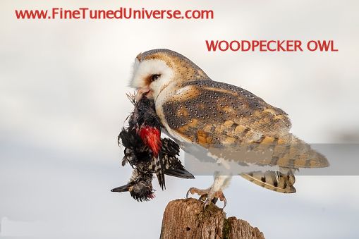 Woodpecker OWL?