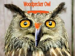 WoodPecker Owl