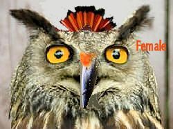 Female "woodpeck Owl"